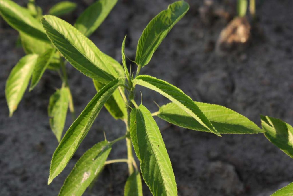 La plante de jute